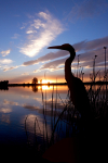 Stork