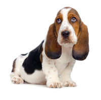Basset Hound