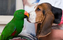 Basset Hound