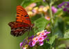 Fritallary Butterfly