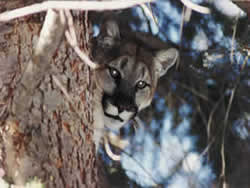 hunt