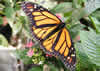 Monarchy Butterfly