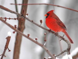 cardinal