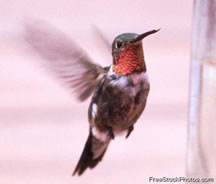 hummingbird