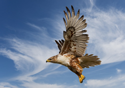 hawk