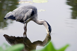 heron