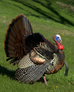turkey