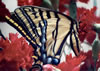 Swallowtail Butterfly