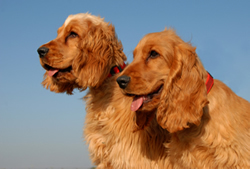 hunting dogs