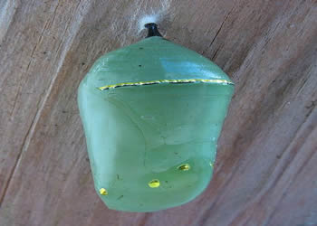 Monarch Chrysalis