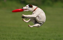 FrisbeeDog