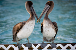 Pelicans