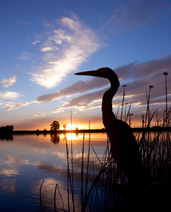Stork