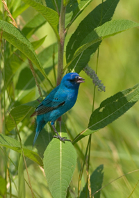 Indigo Bunting