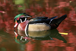 Wood Duck