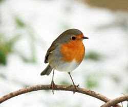 Robin